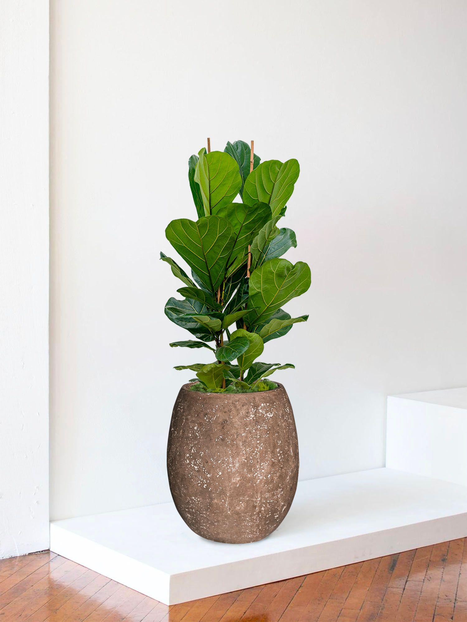 Ficus Lyrata Buisson