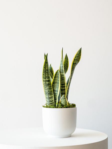 Snake Plant Laurentii