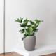 Hope Philodendron