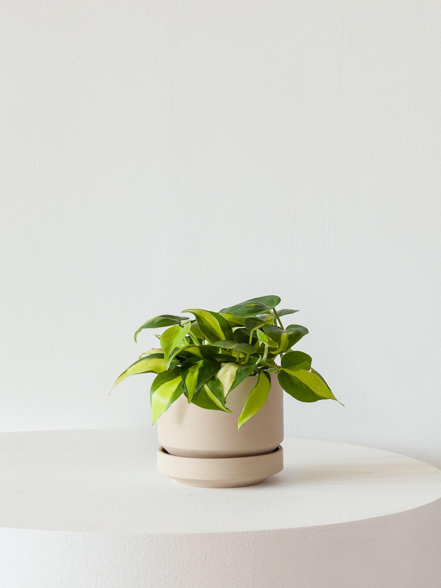 Philodendron Brasil