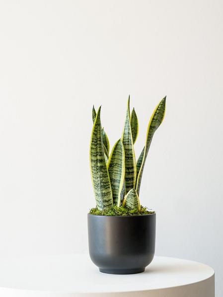 Snake Plant Laurentii
