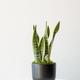 Snake Plant Laurentii