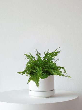 indoor plants picture