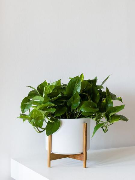 Mid-Century Cylinder - The Six