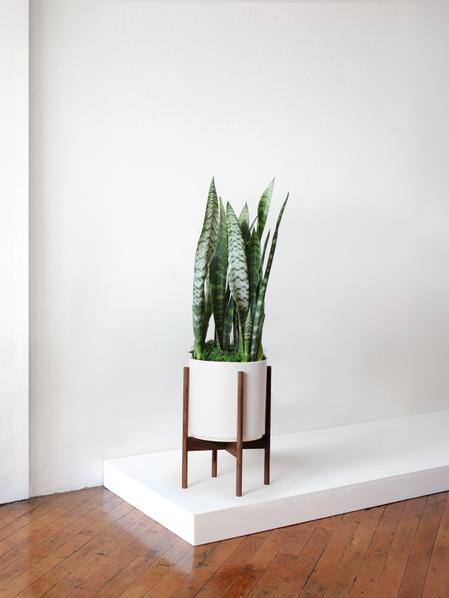 Black Coral Snake Plant