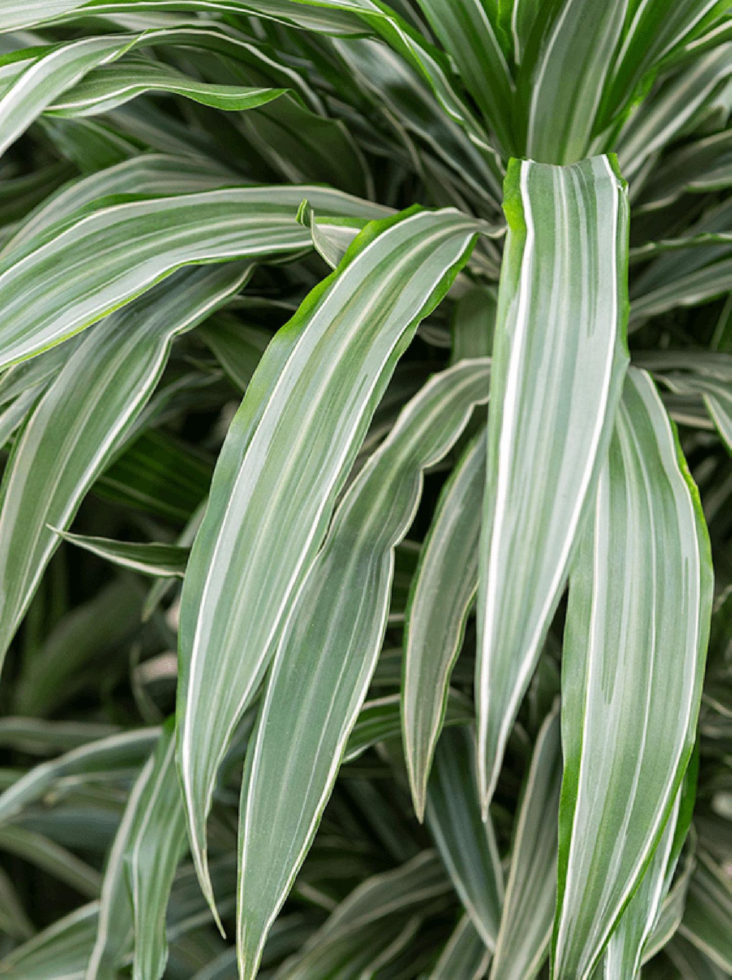 Dracaena Deremensis