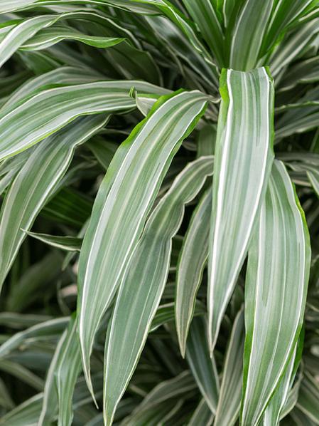 Dracaena Deremensis