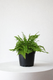 Boston Fern