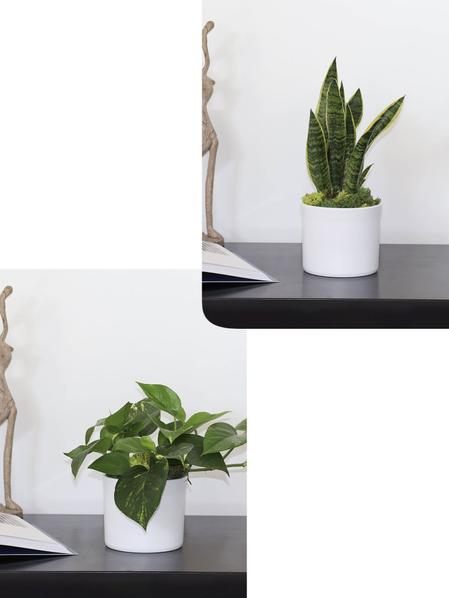 Duo Pothos Cascade X Snake - Mid-Century