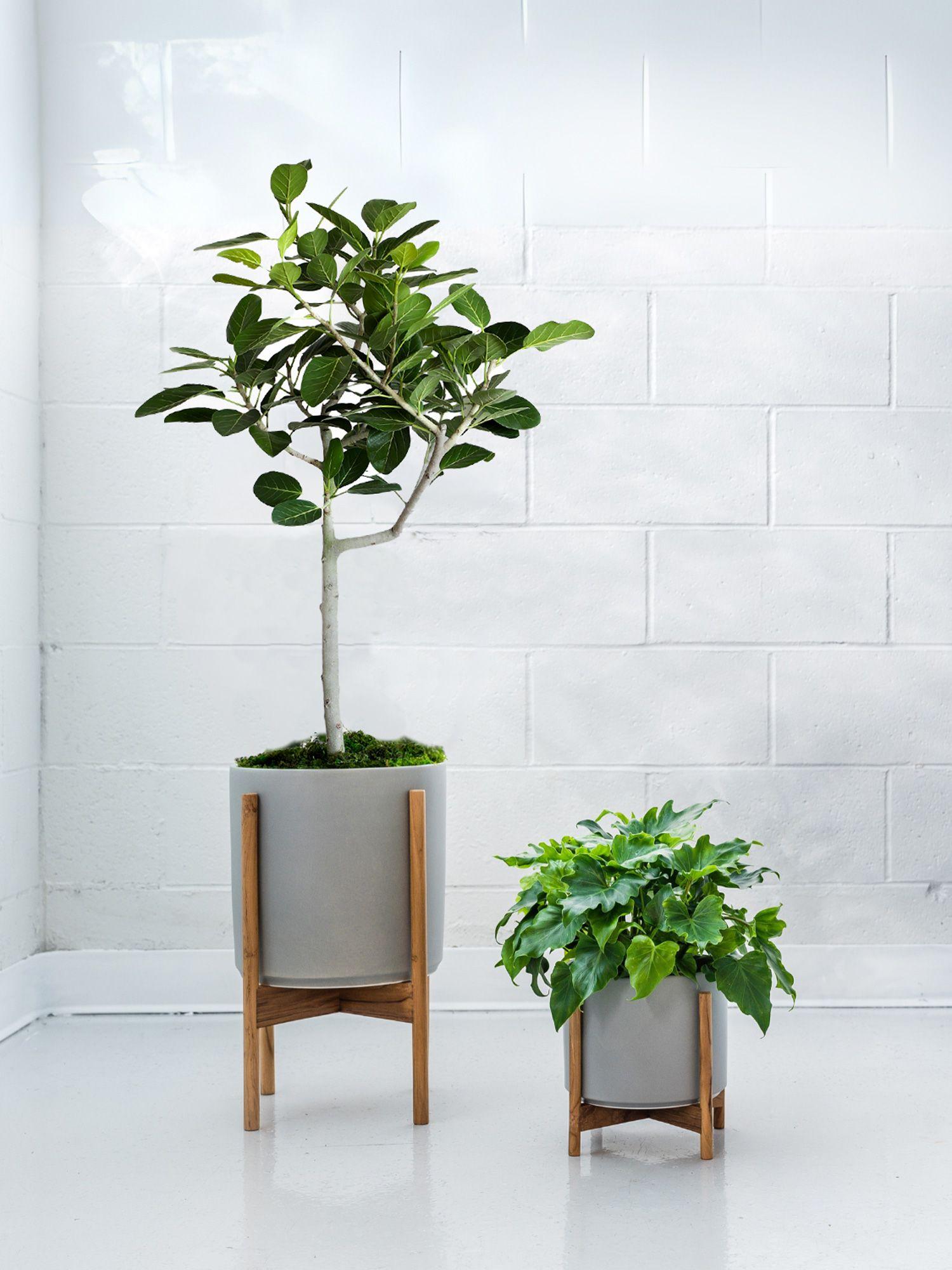 Ficus Audrey Tree