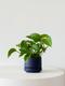 Jade Pothos