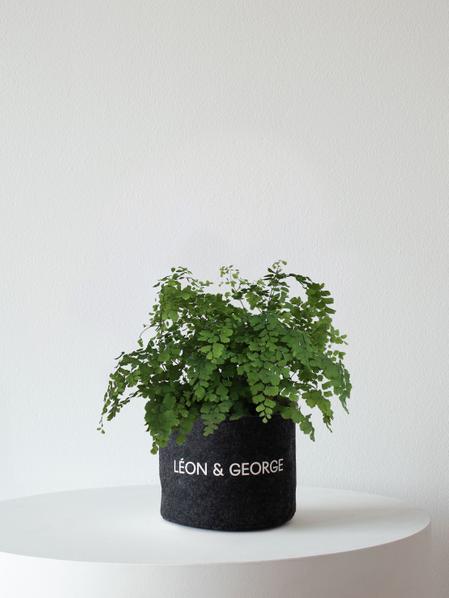 Maidenhair Fern
