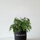Maidenhair Fern
