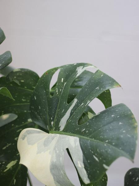 Monstera Thai Constellation