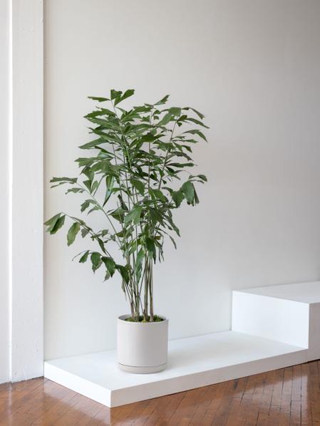 Fishtail Palm