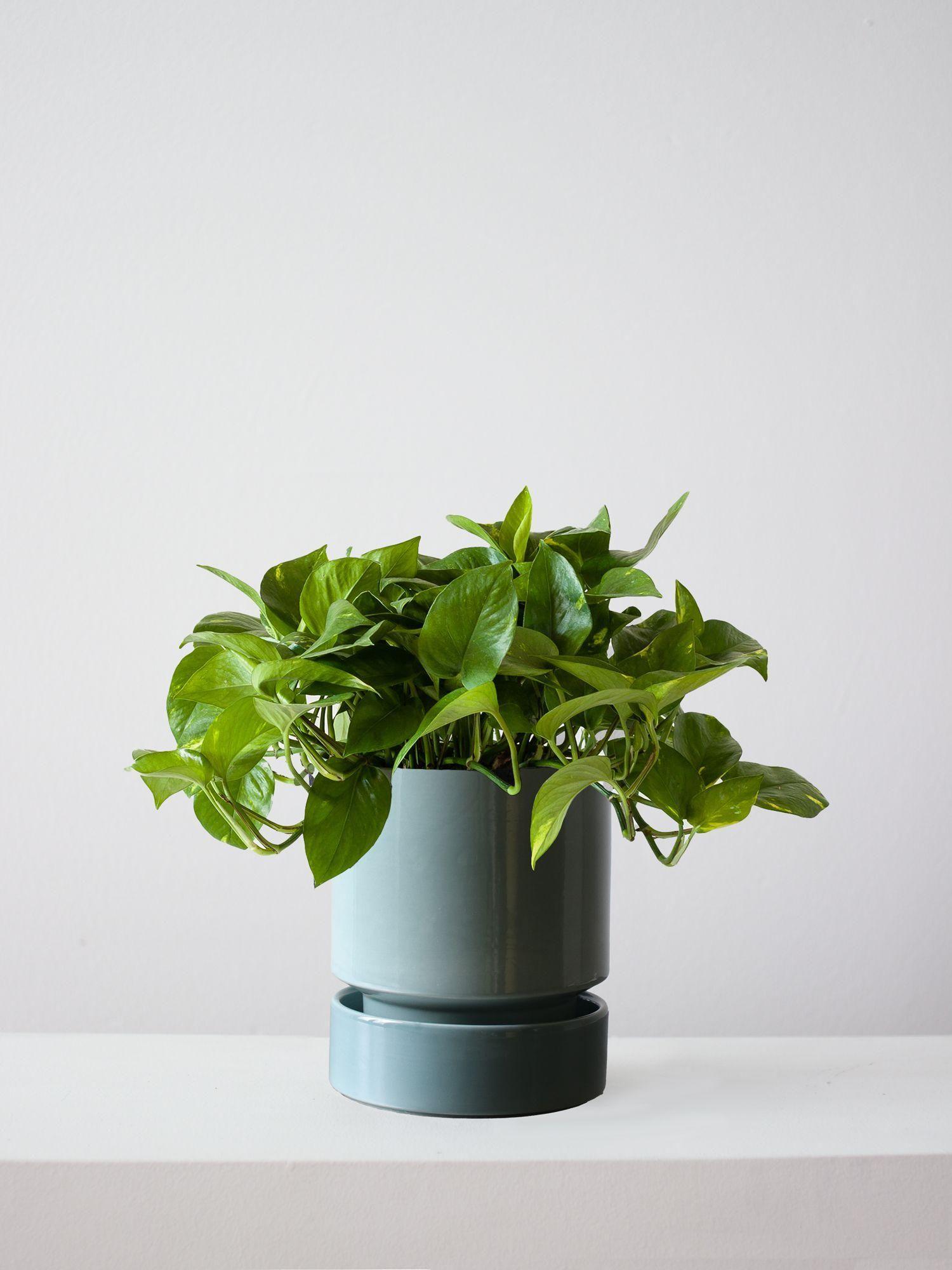Cascading Pothos