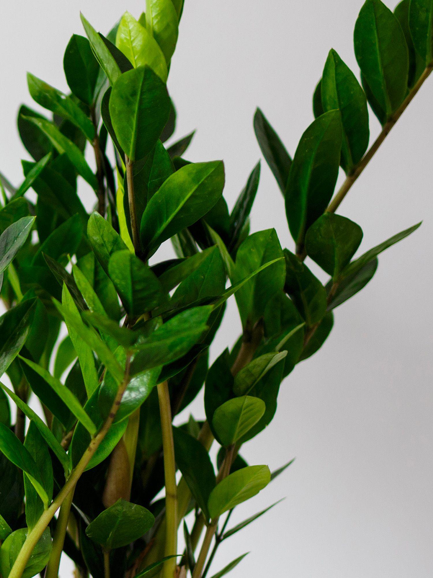 fargesia robusta 'campbell kbel Nicht-ausluferbildender Bambus 'Campbell' - Fargesia robusta Campbell
