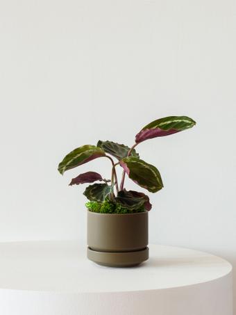 indoor plants picture