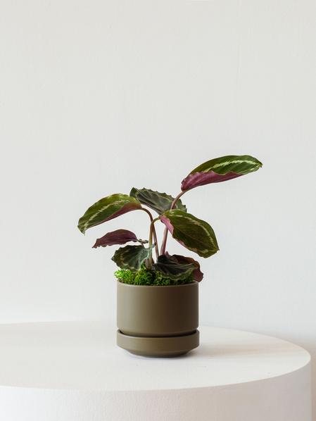 Calathea Medallion