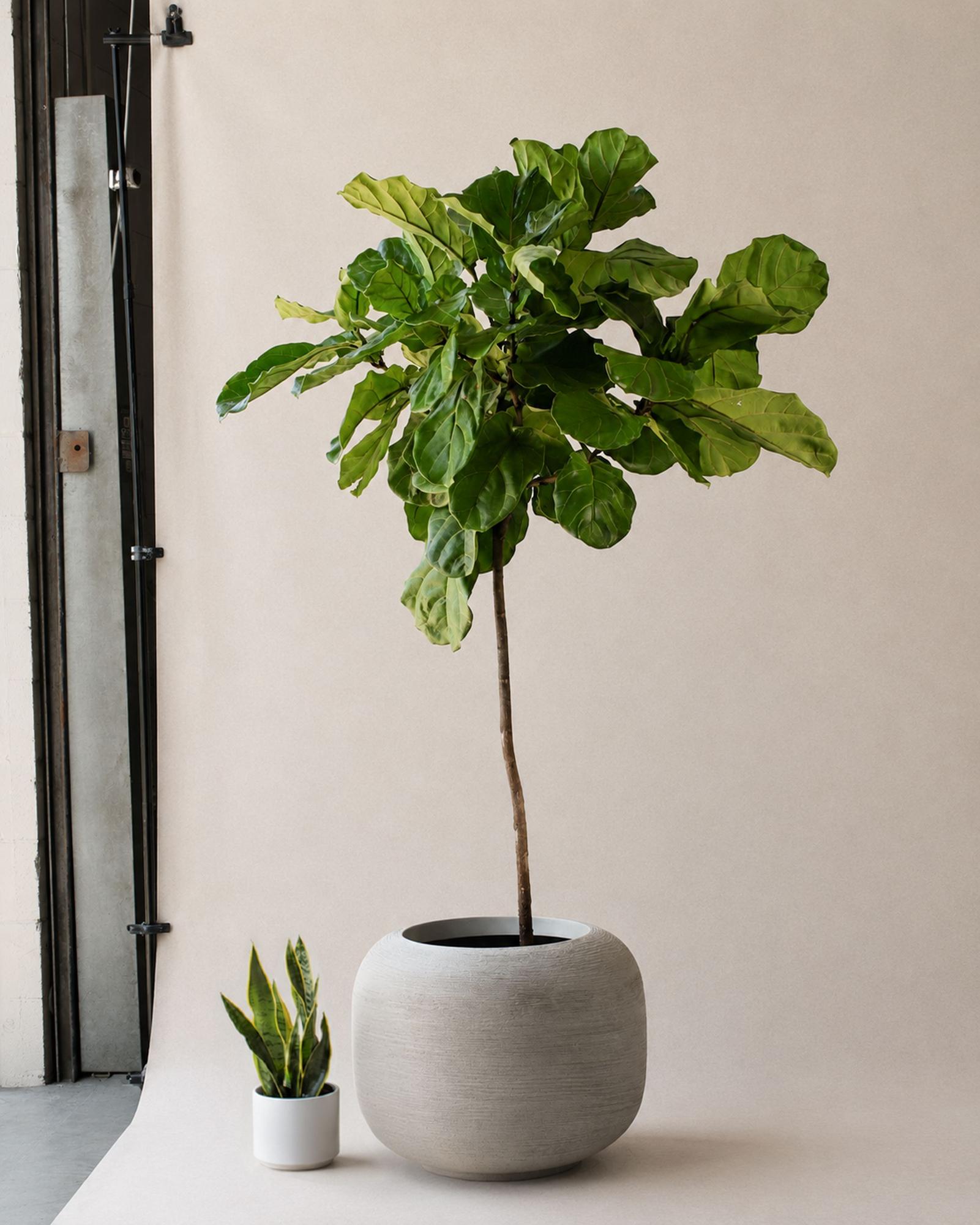 Fiddle Leaf Fig Tree