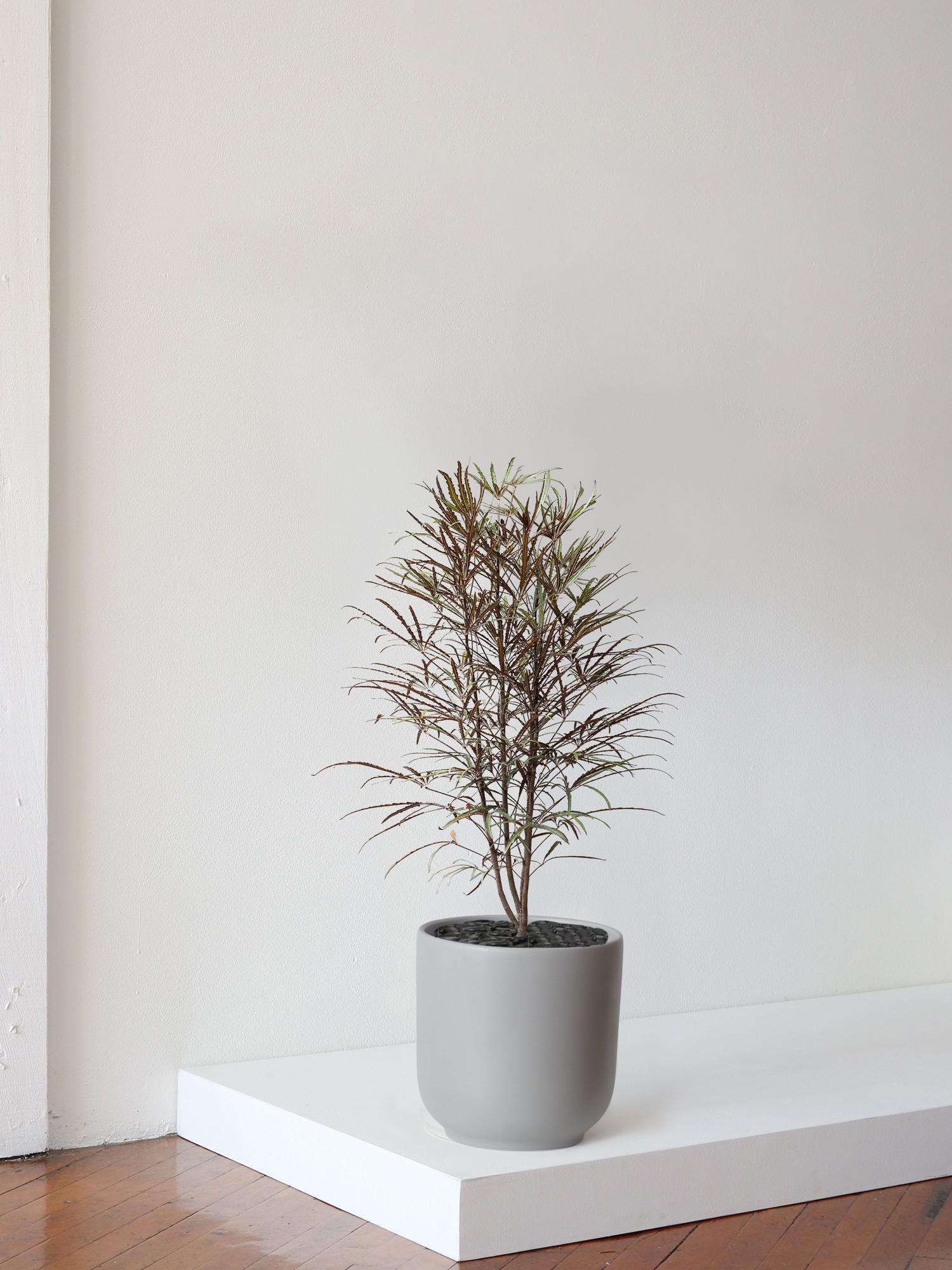 False Aralia - Nouvelle