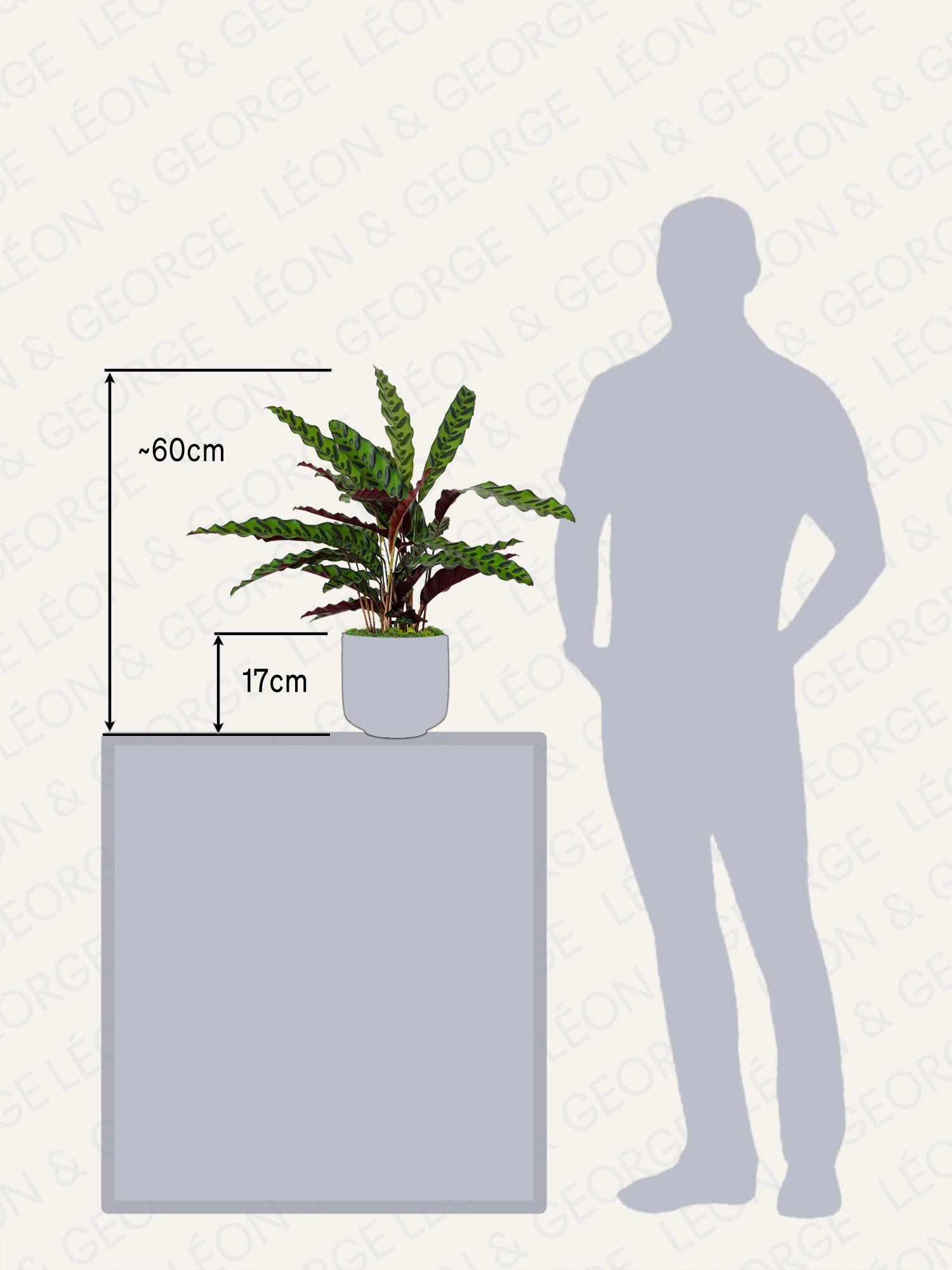 Taill Calathea Paon de Rio