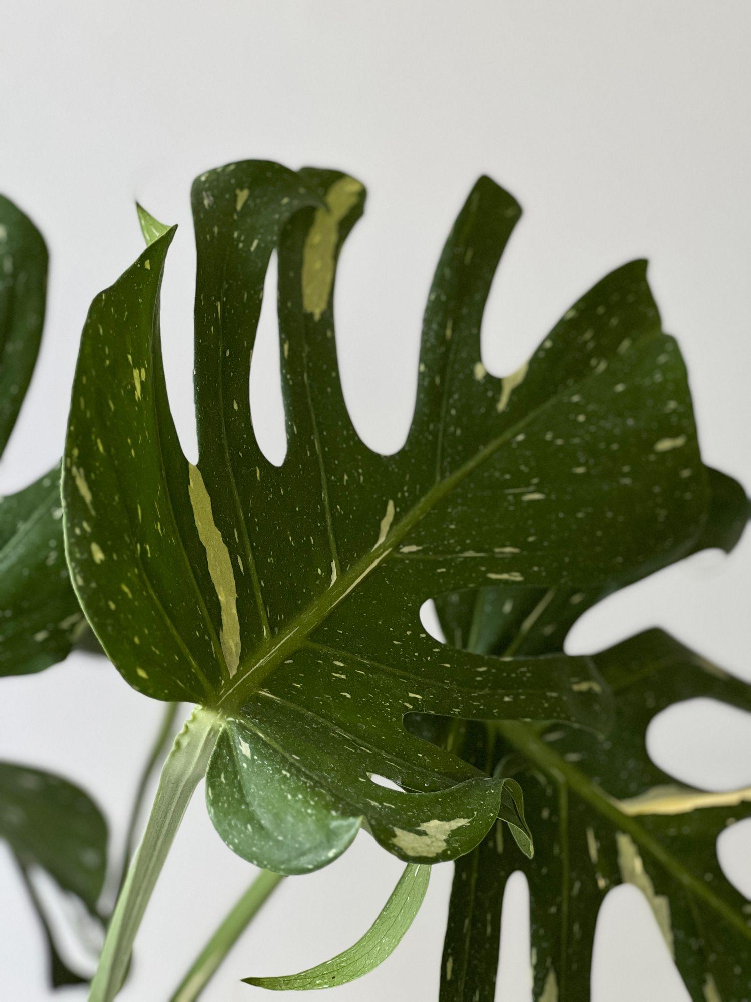 Monstera Thai Constellation