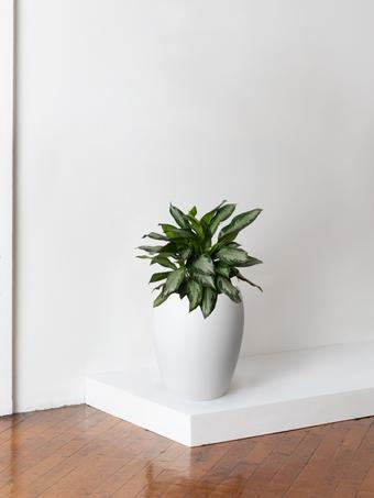 indoor plants picture
