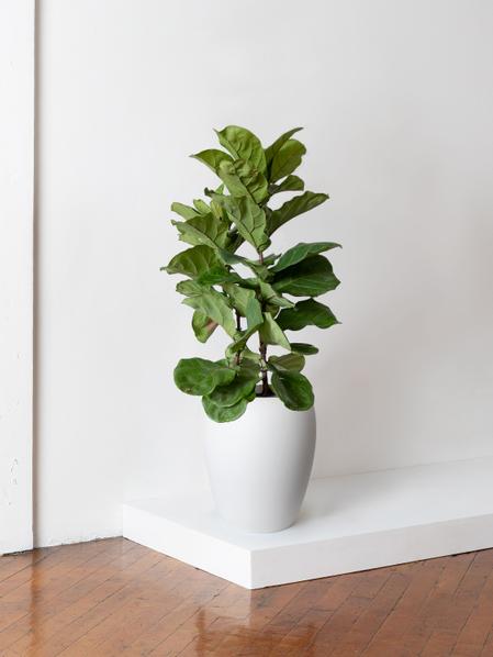 Fiddle Leaf Fig Bush