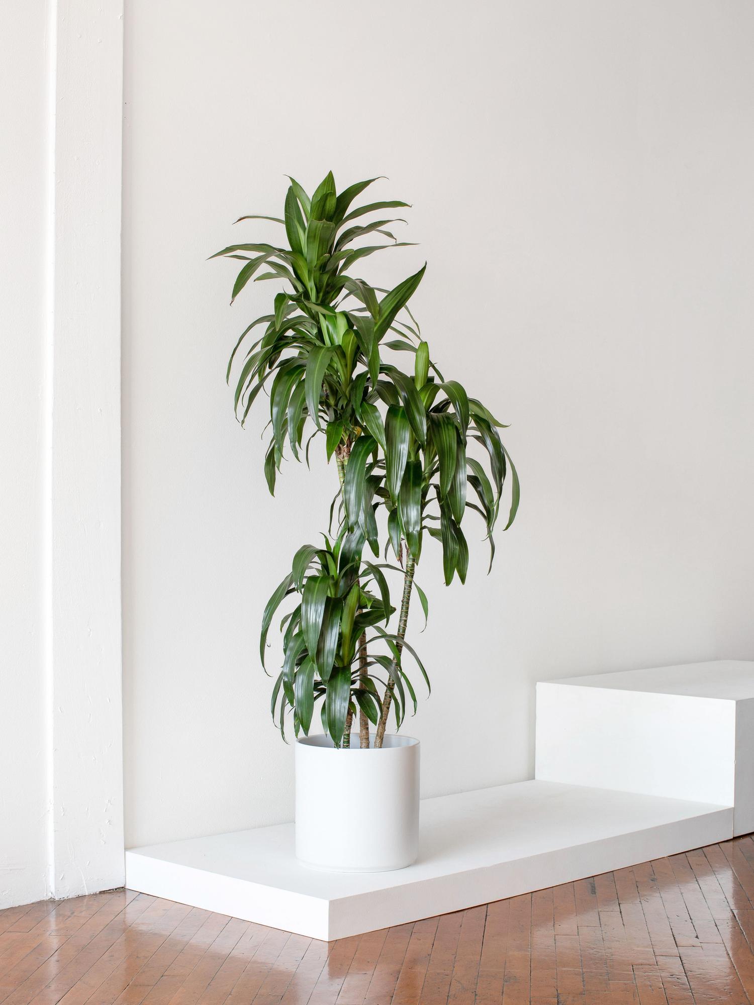 XL Easy Care Plant Bundle