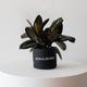 Rubber Plant