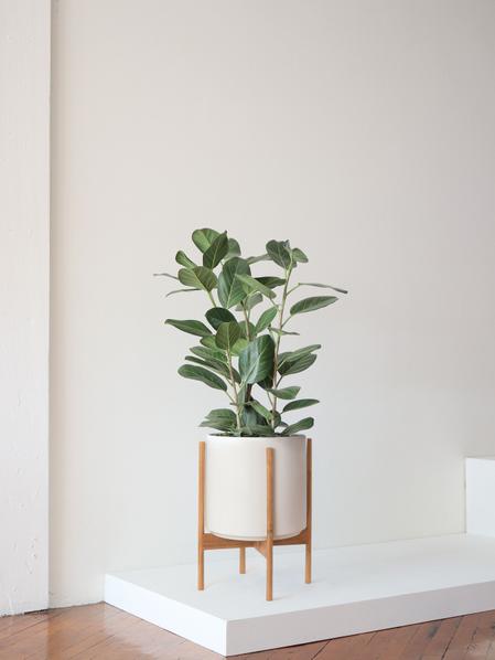 Ficus Audrey