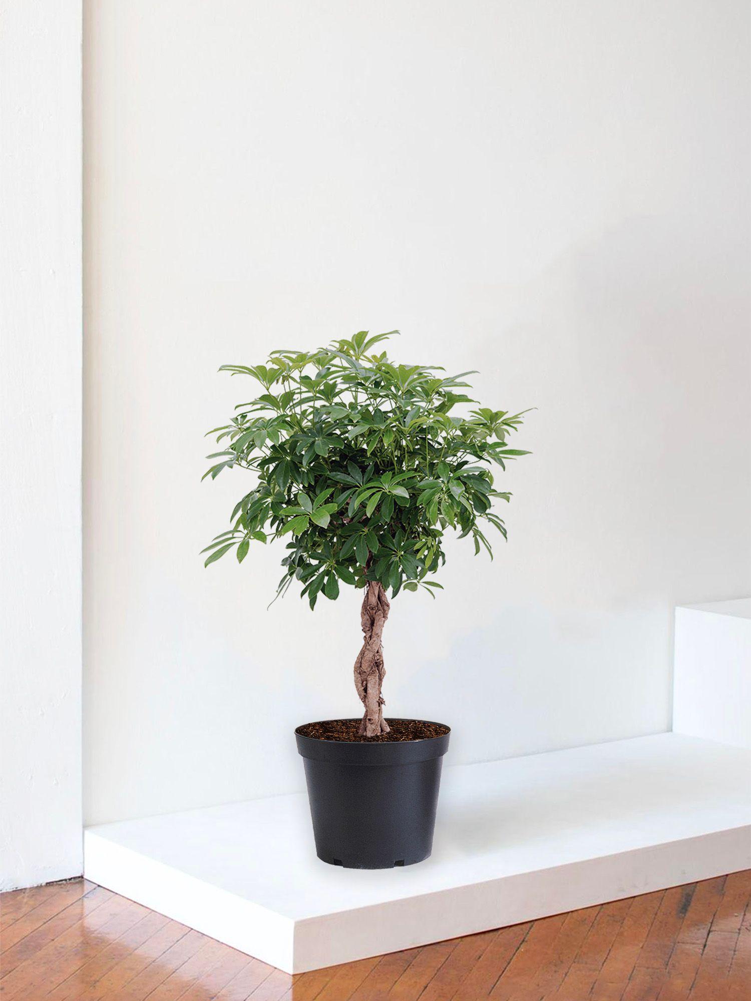 Arbre Schefflera
