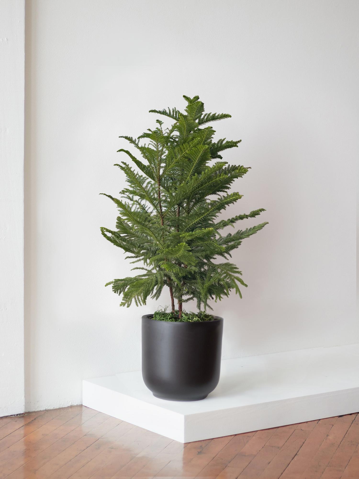 Norfolk Island Pine