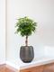 Arbre Schefflera