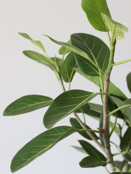 Ficus Audrey Tree