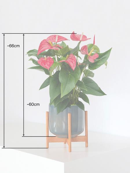 Anthurium - Roi de Coeur