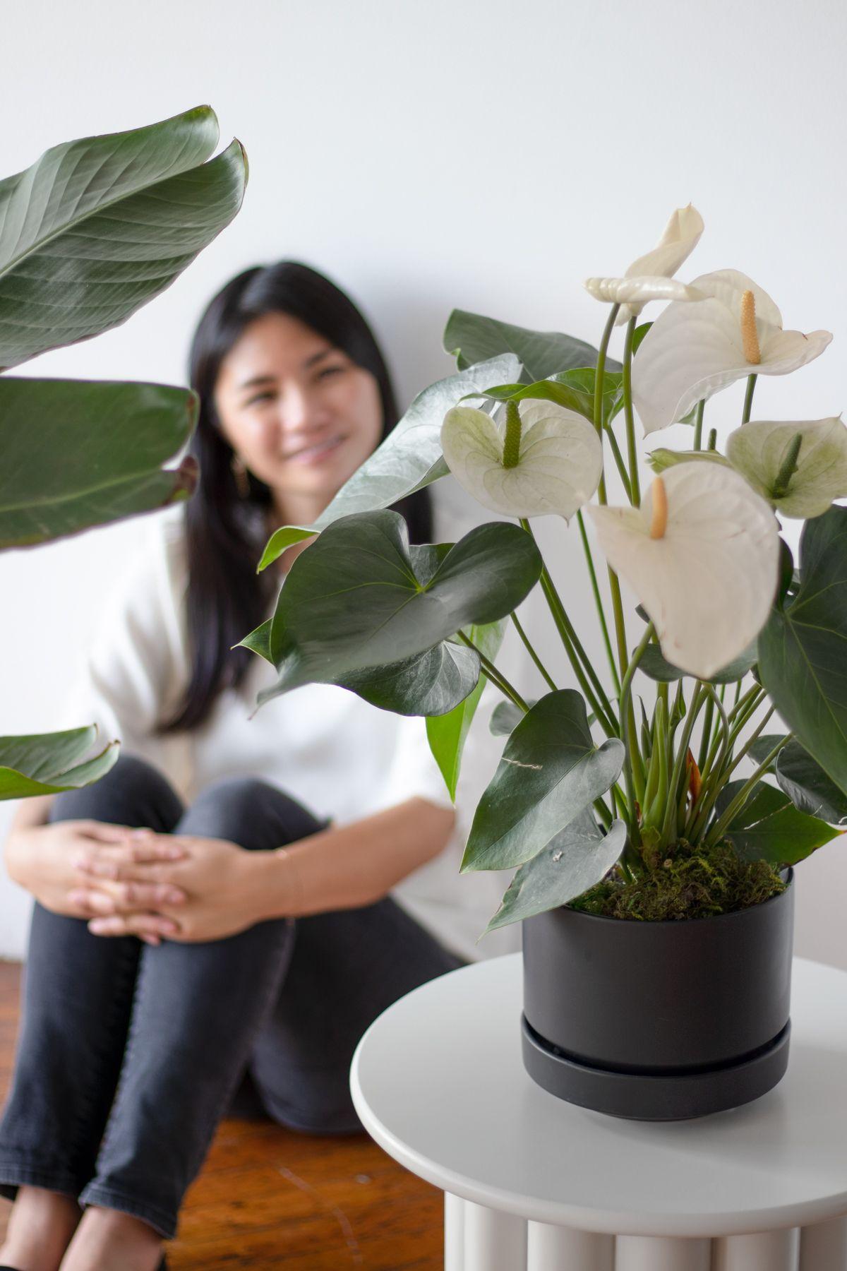 Anthurium - Queen of Spades in Scandinavian - Medium