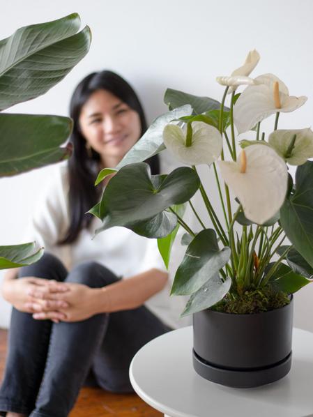 Anthurium - Queen of Spades in Scandinavian - Medium