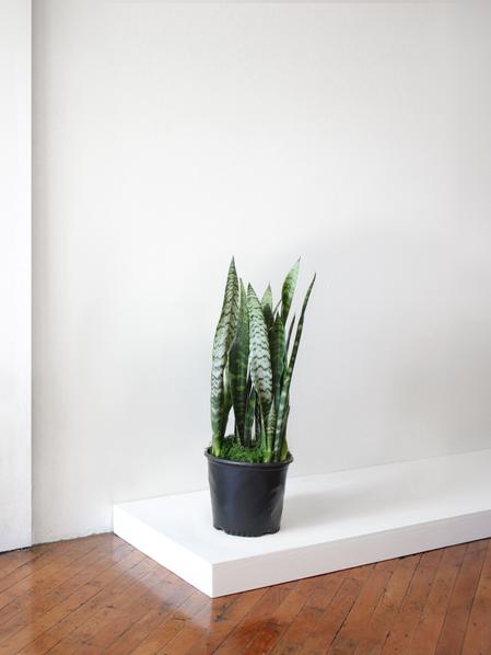 Black Coral Snake Plant