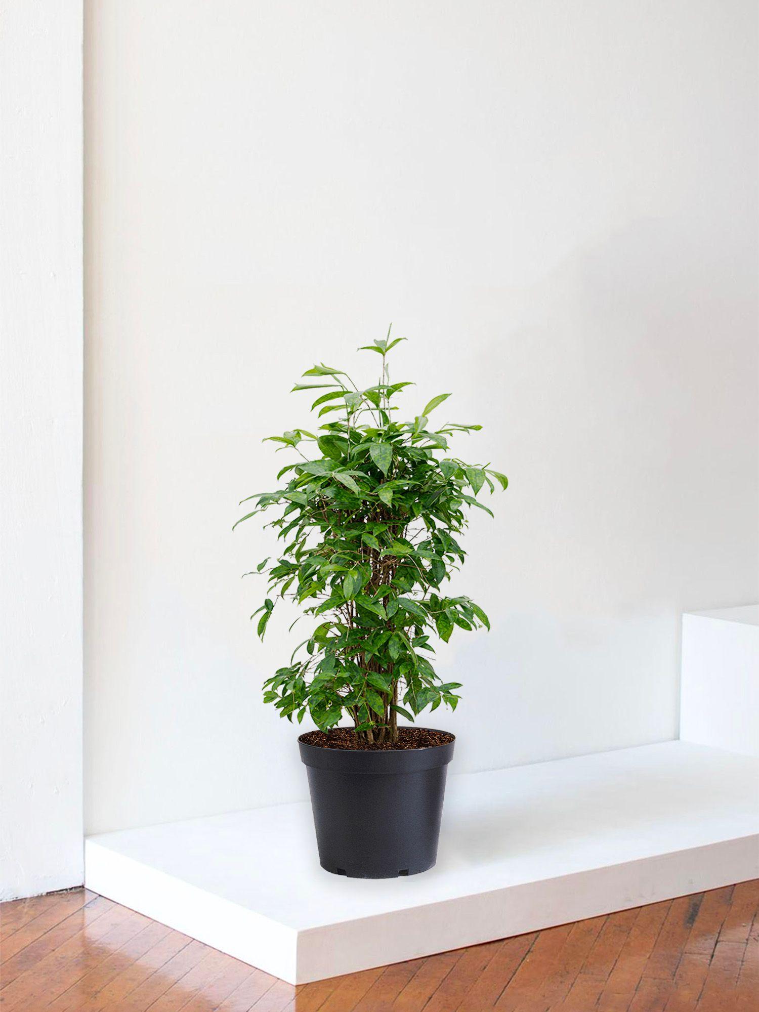 Dracaena Balsamique