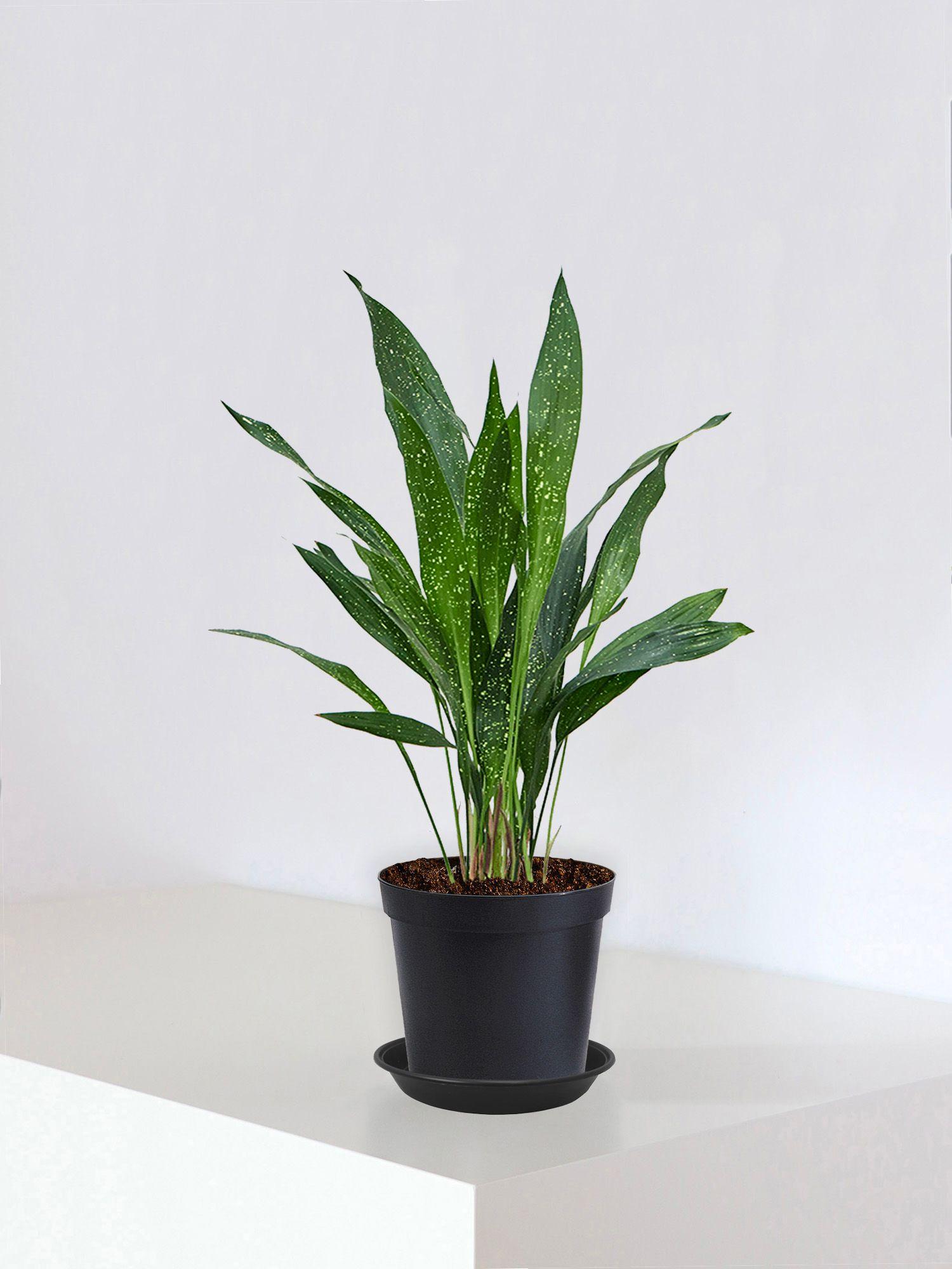 Schusterpalme Milky Way Medium (70cm) | Lon & George