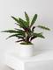 Calathea Paon de Rio