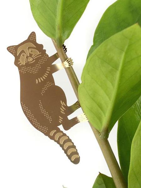 Plant Animal Raton laveur