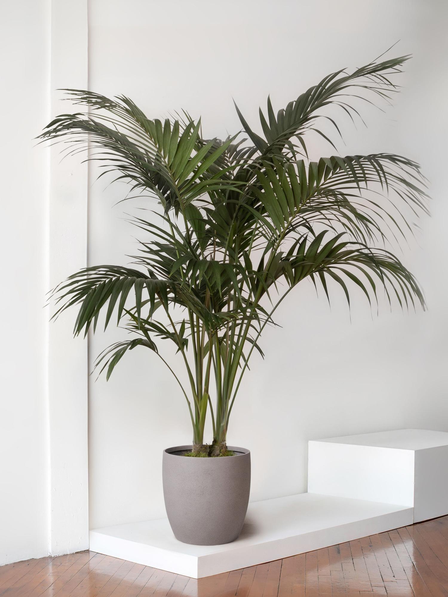 Kentia Palm