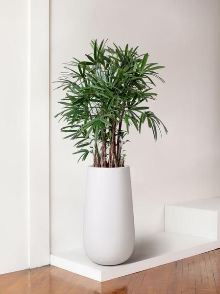 Lady Palm
