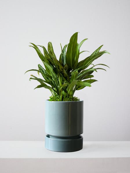 Tiger Evergreen