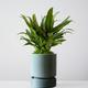 Tiger Evergreen