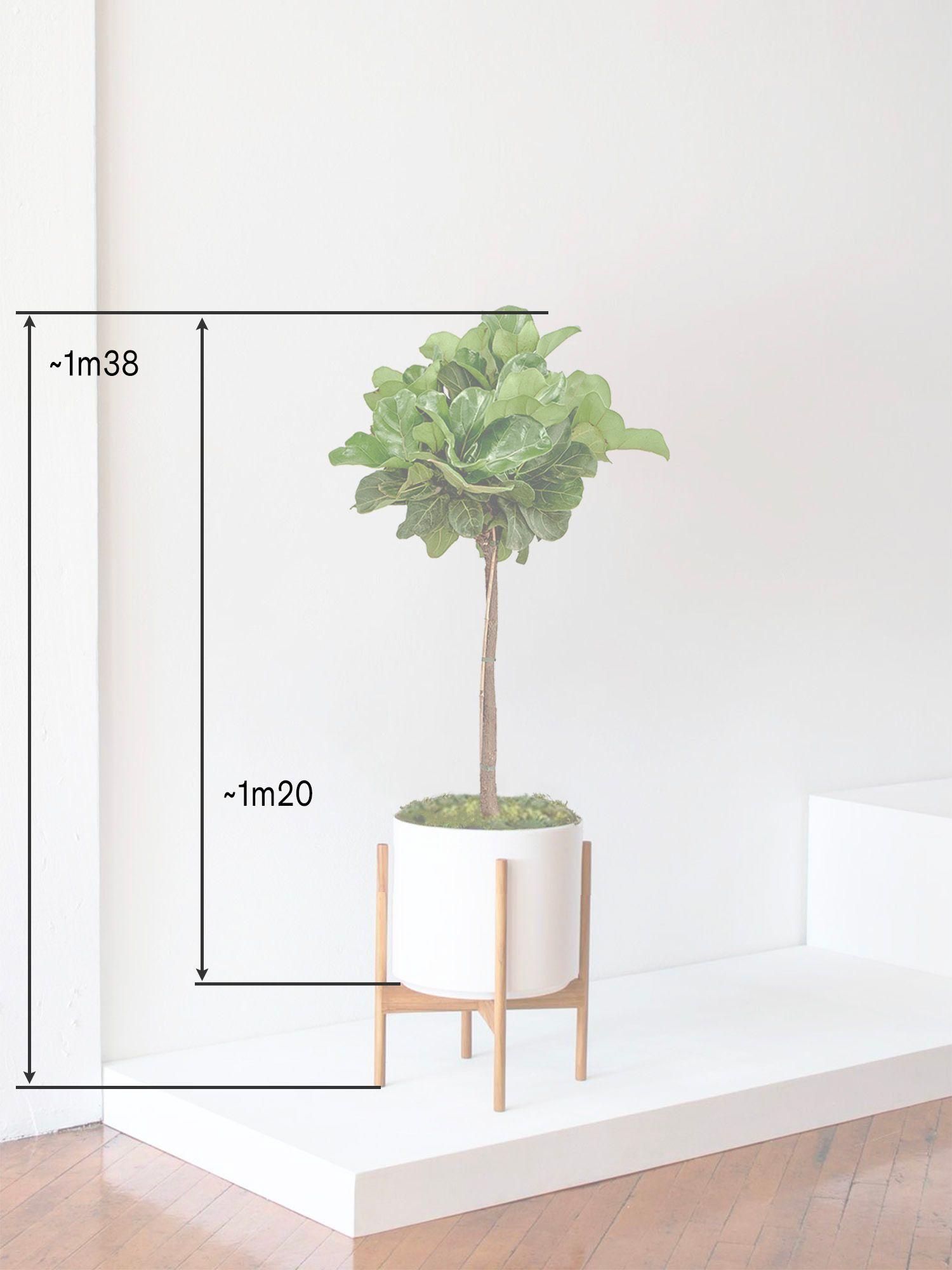 Ficus Lyrata Canopée