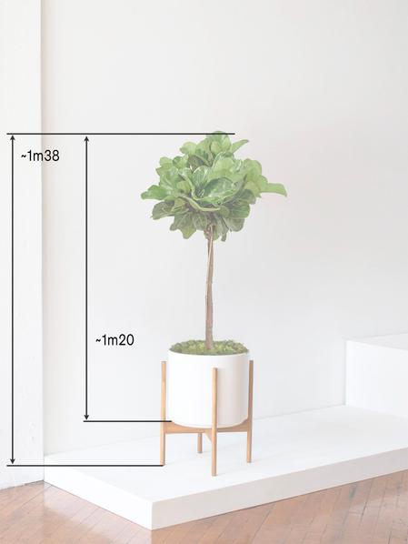 Ficus Lyrata Canopée